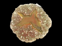Viewpoint Thunderegg